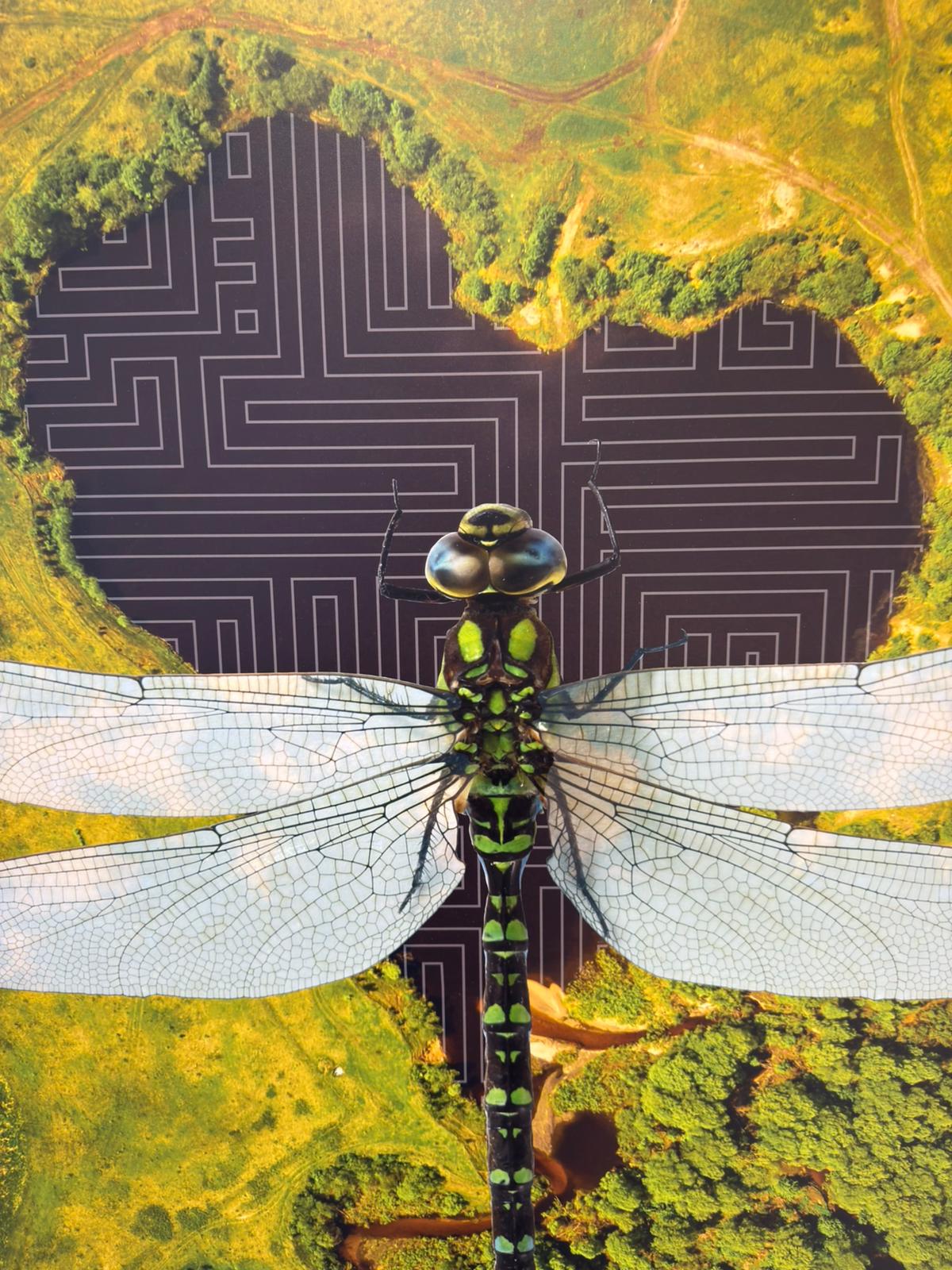 The Dragonfly Consousness