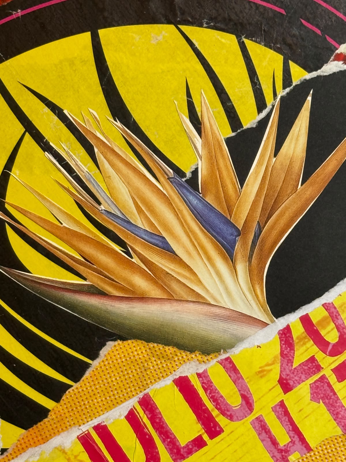 Strelitzia Reginae