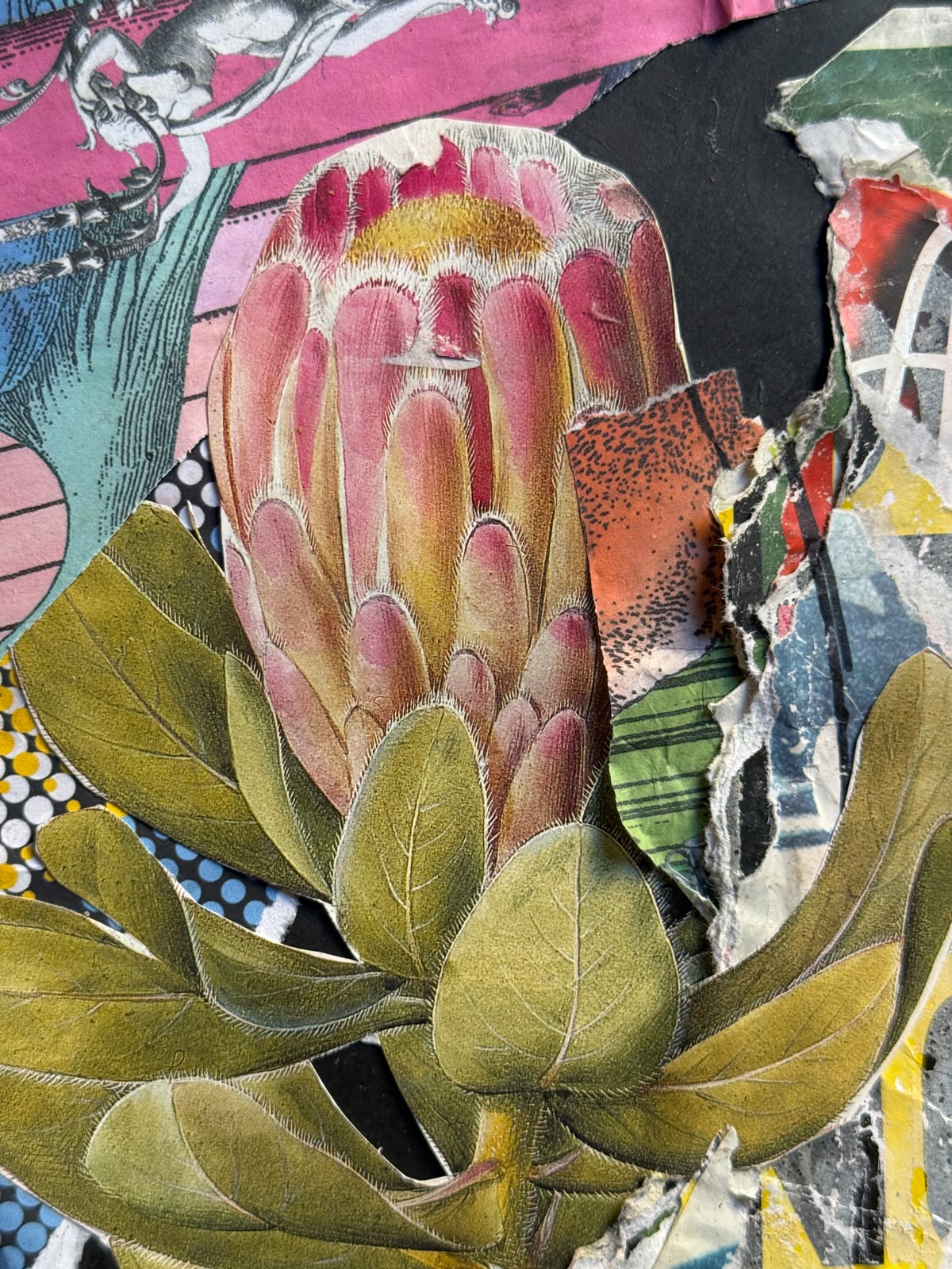 Protea Speciosa