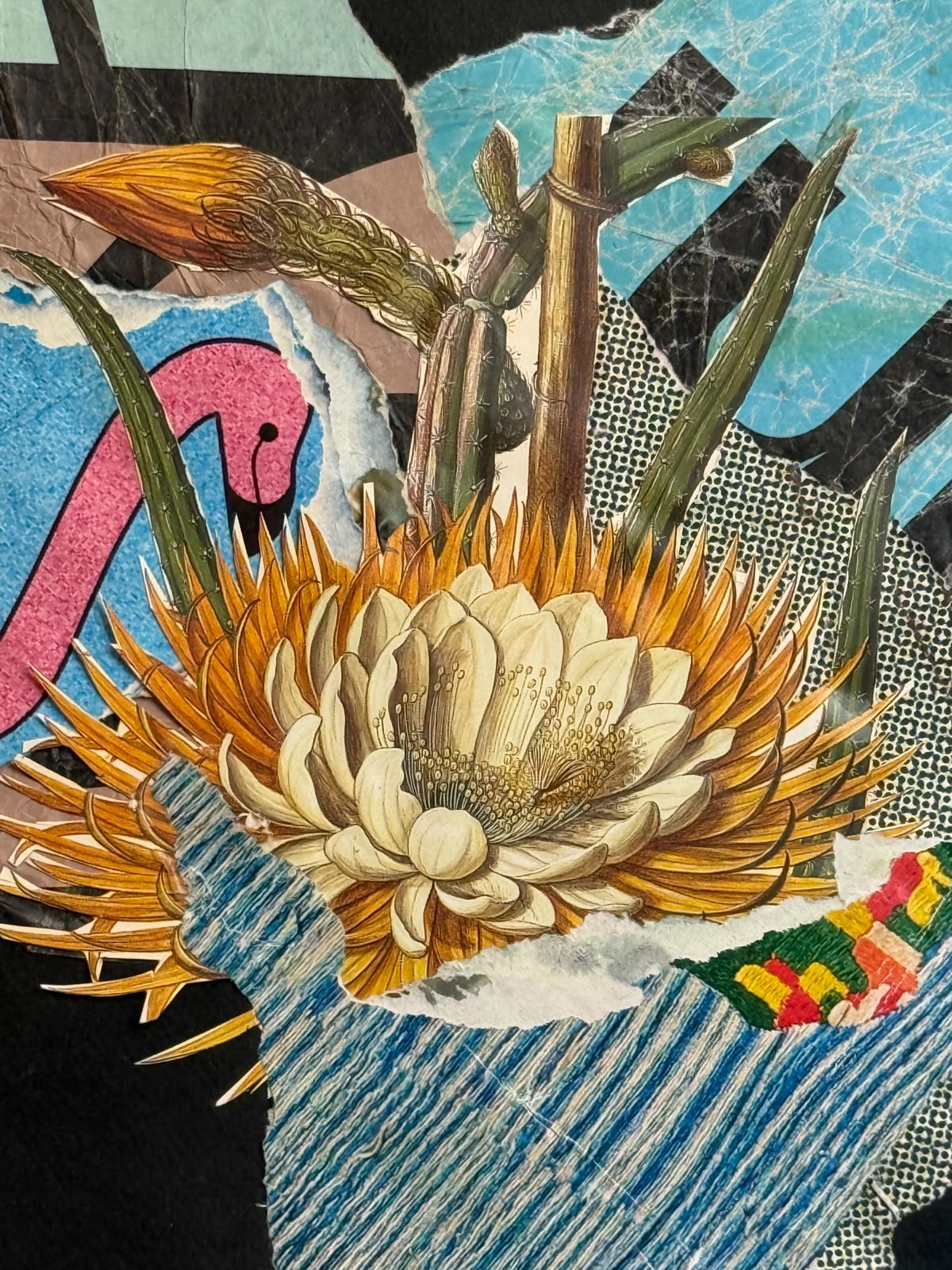 Selenicereus Grandiflorus