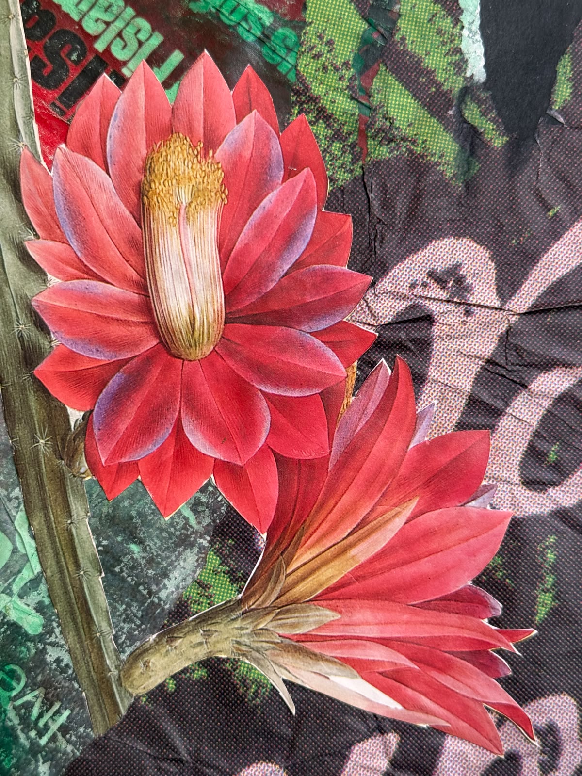 Hippeastrum Reticulatum
