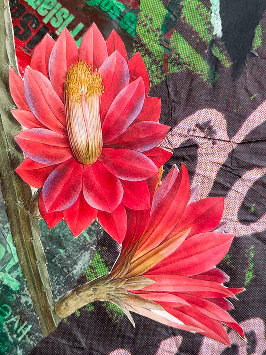 Hippeastrum Reticulatum