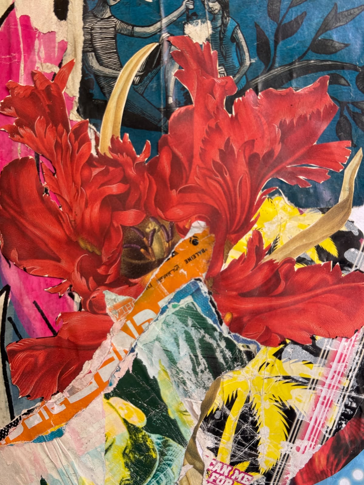 Tulipe Perroquet