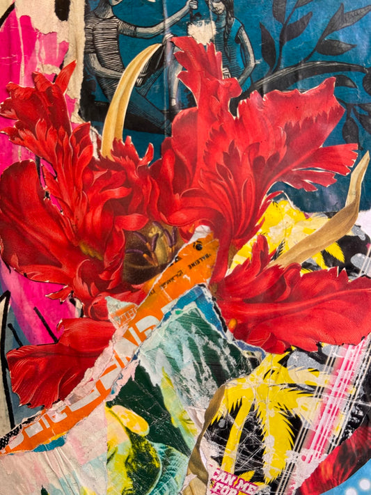 Tulipe Perroquet