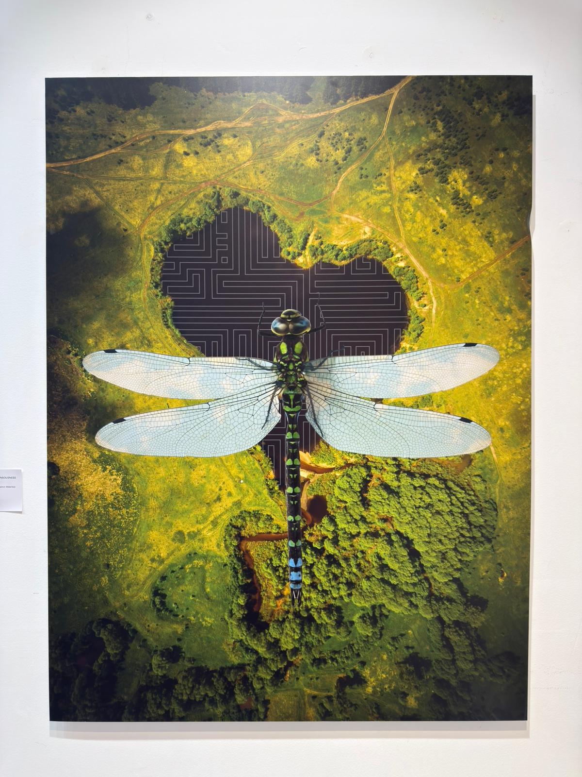 The Dragonfly Consousness